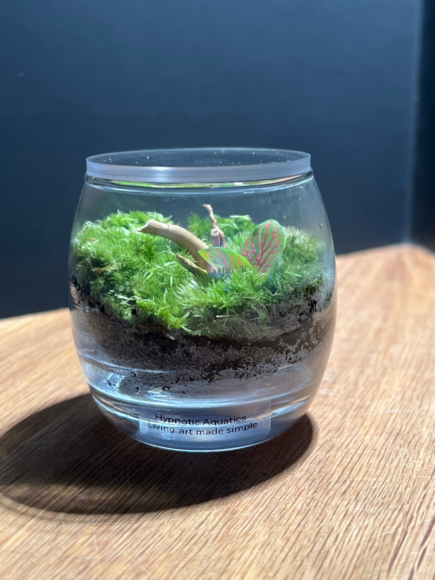 Terrarium 526