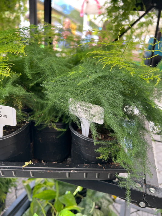 Live Plants: 4” Asparagus Plumosa