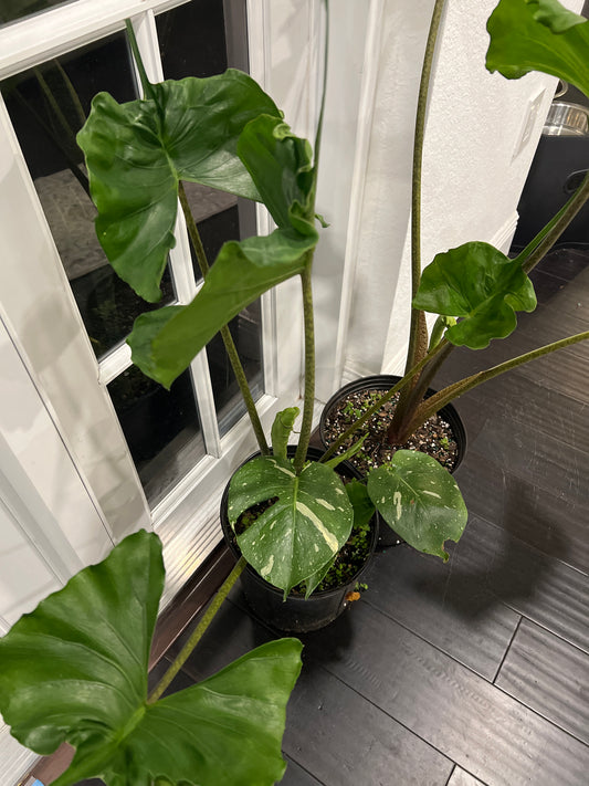 Live Plants: Alocasia Sting Ray 10”