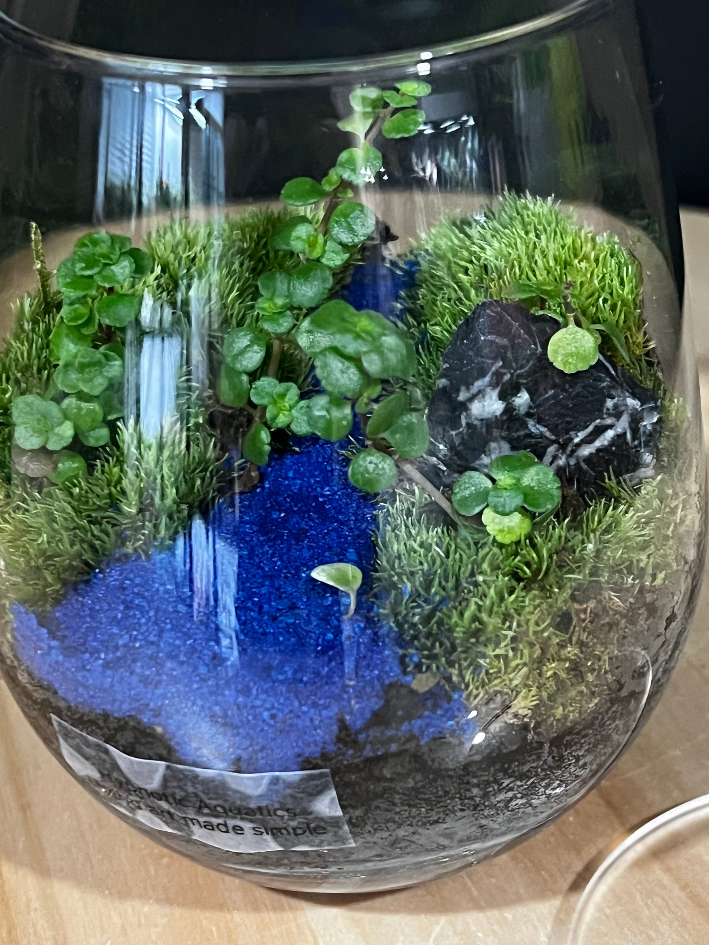 Terrarium 904