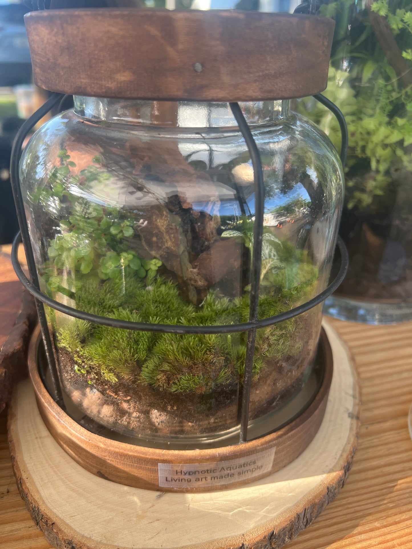 Terrarium 927