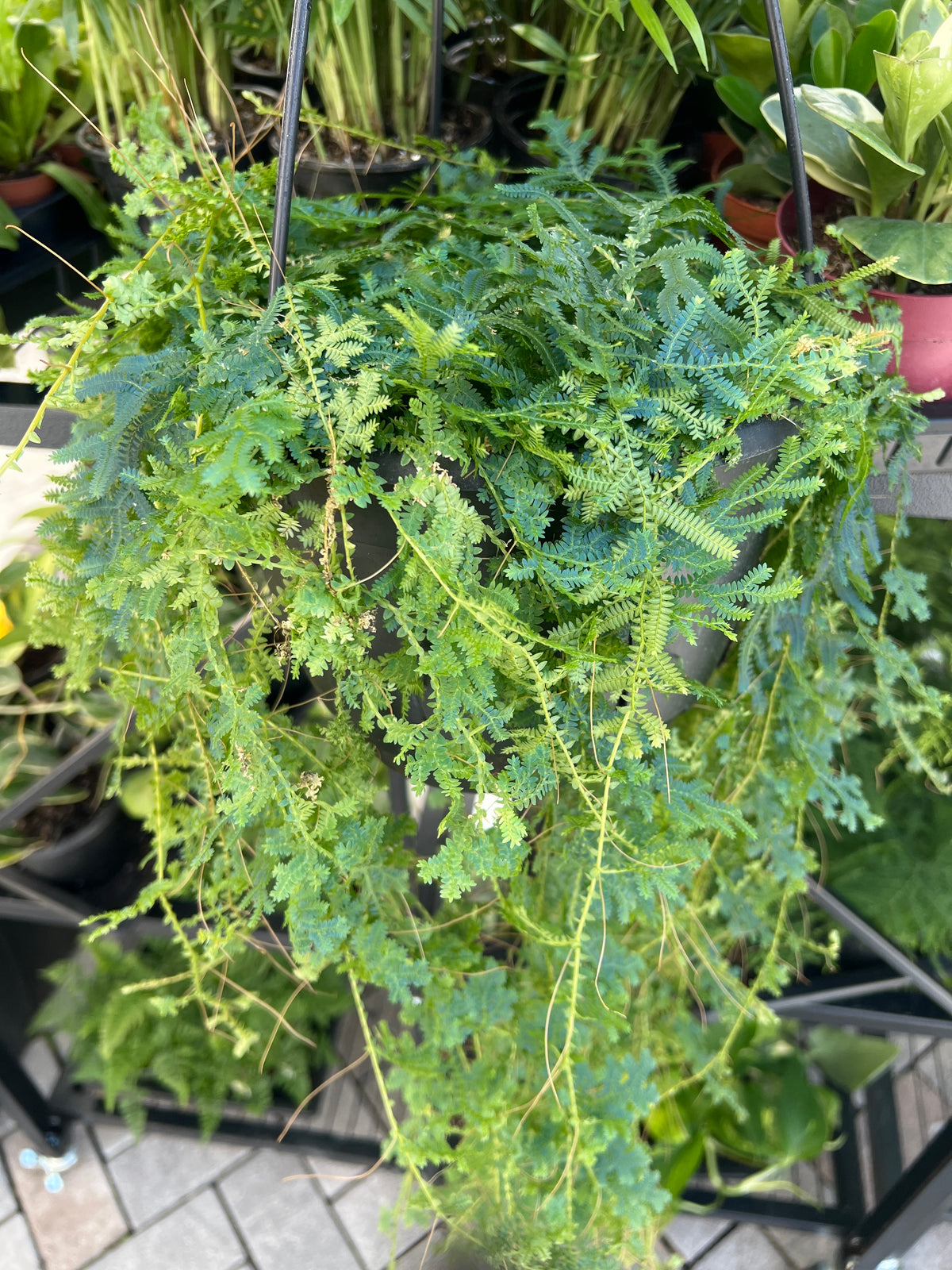 Live Plants: Selaginella Peacock Moss