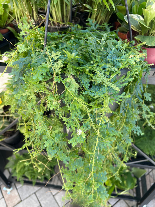 Live Plants: Selaginella Peacock Moss