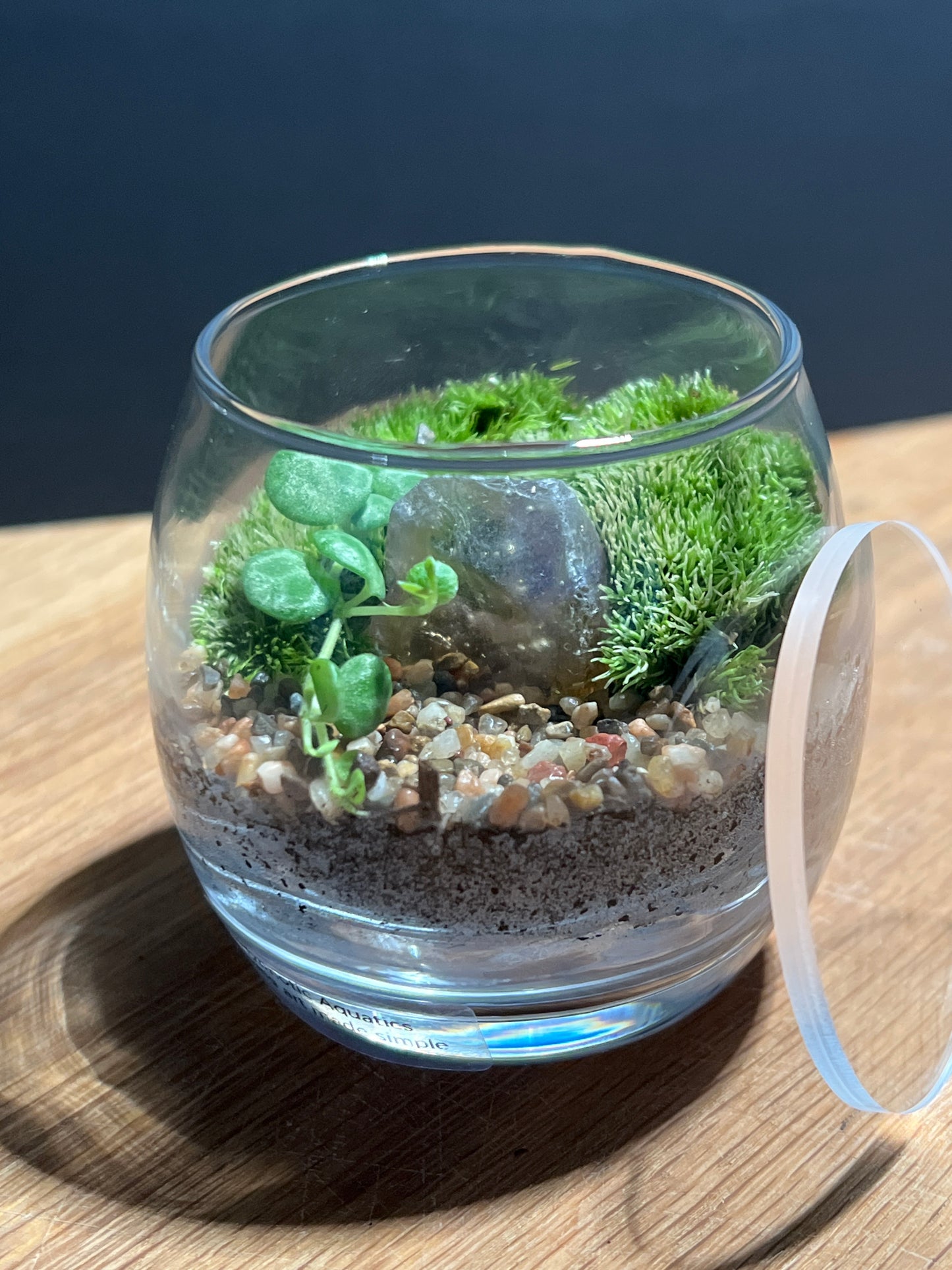 Terrarium 527