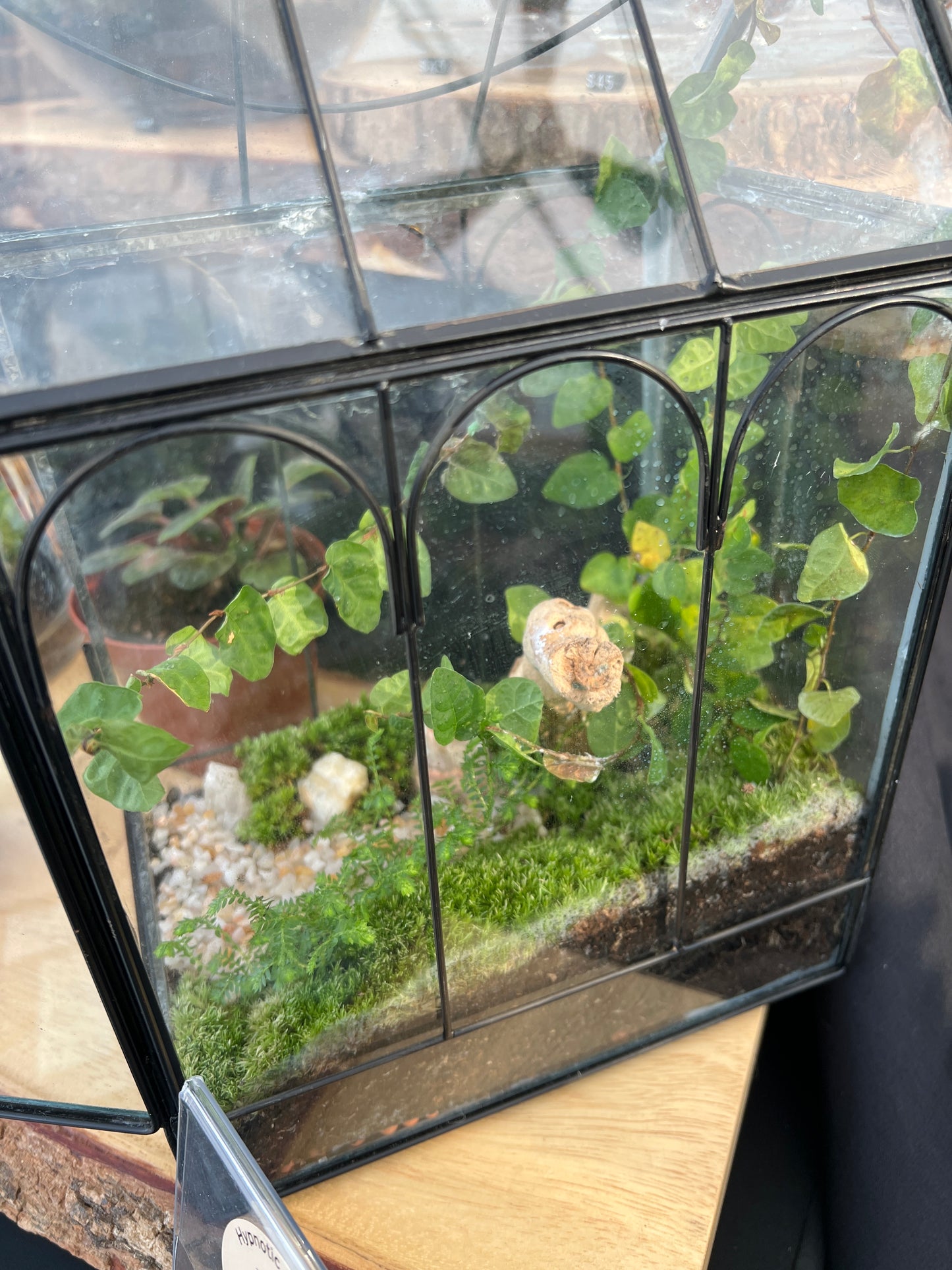Terrarium 841