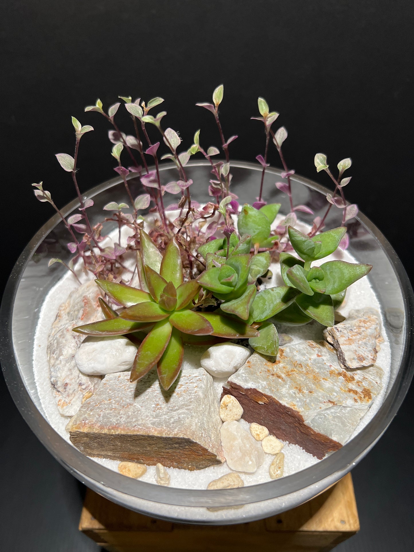 Terrarium #68