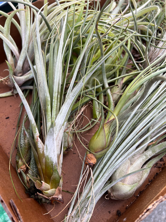 Tillandsia Large/Jumbo (Air Plant)