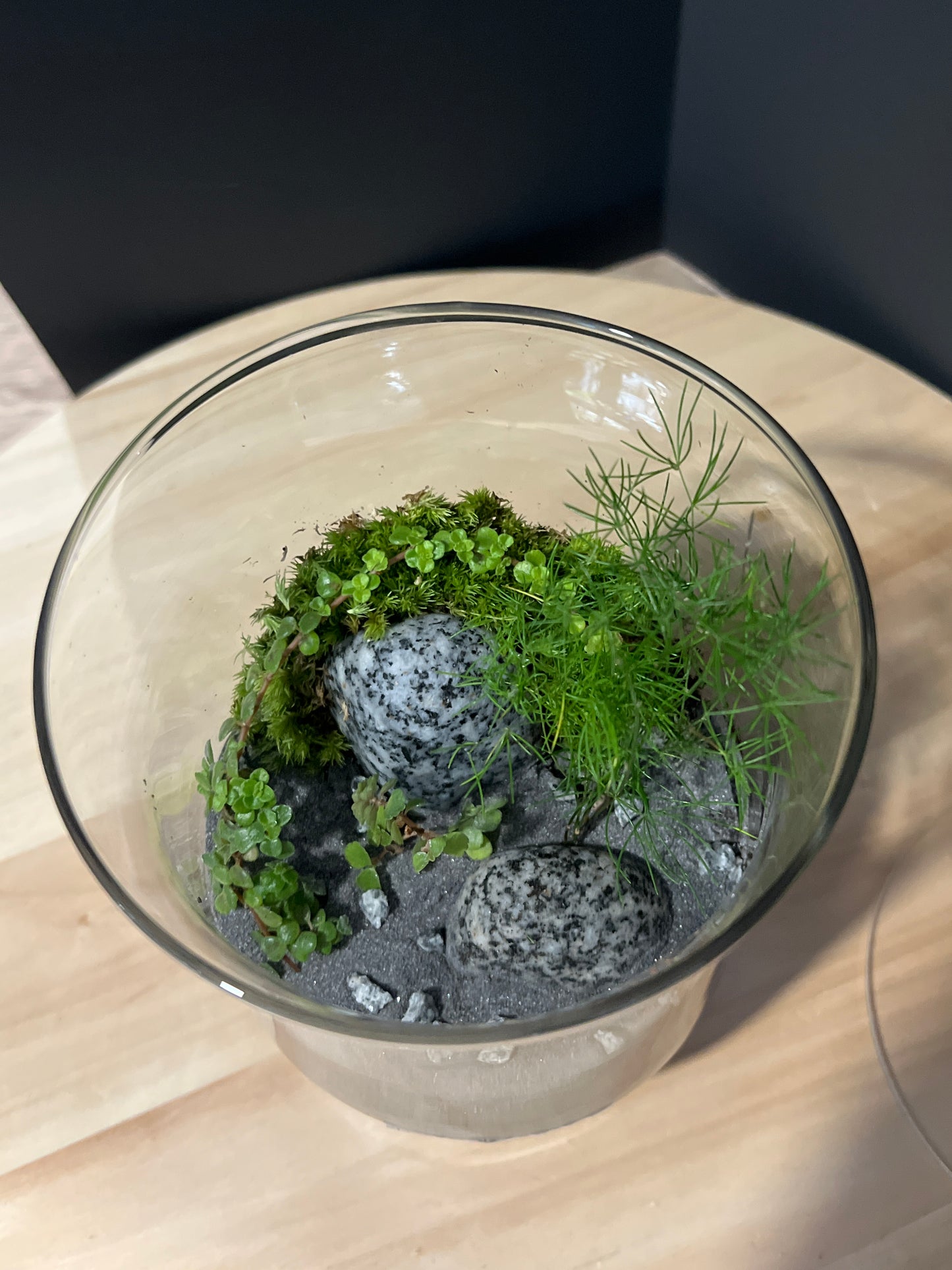 Terrarium 729