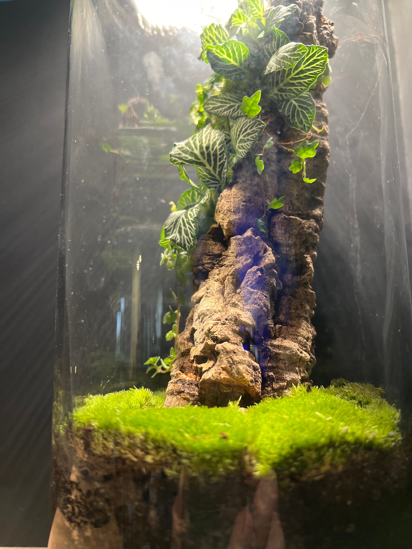Terrarium #21