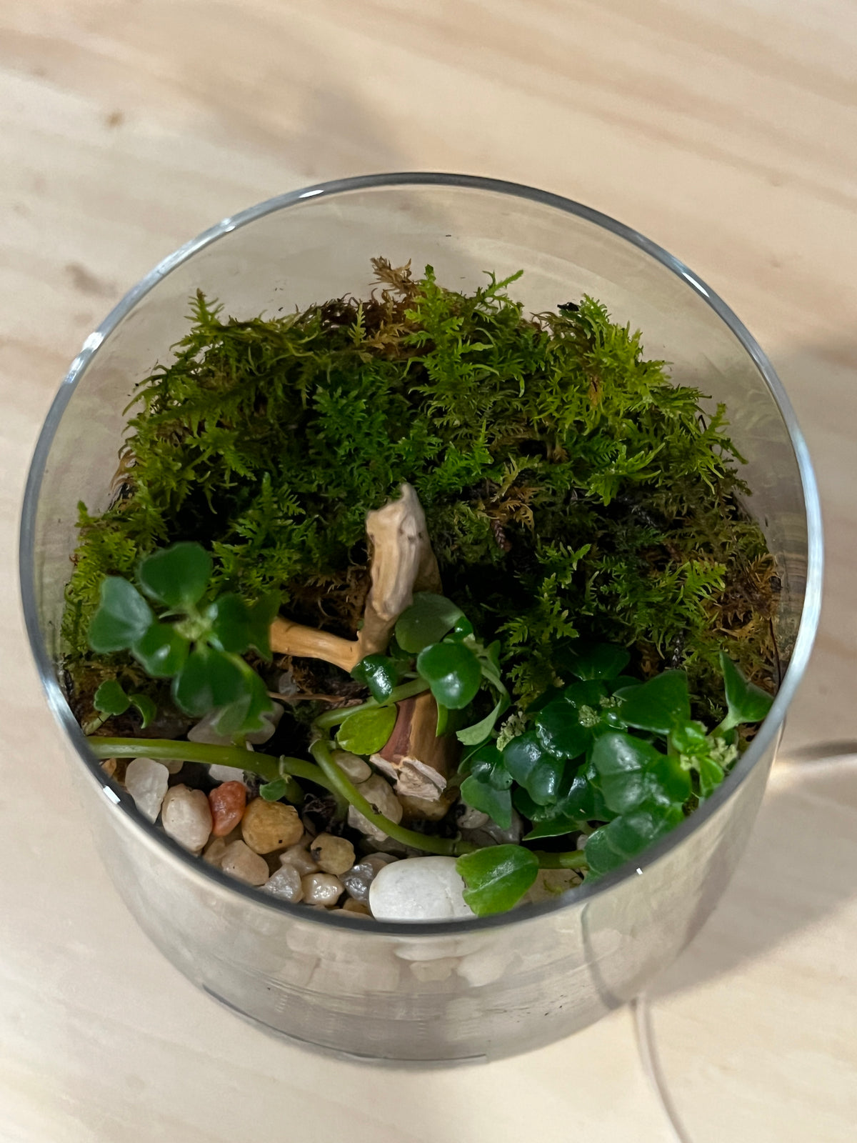 Terrarium 993