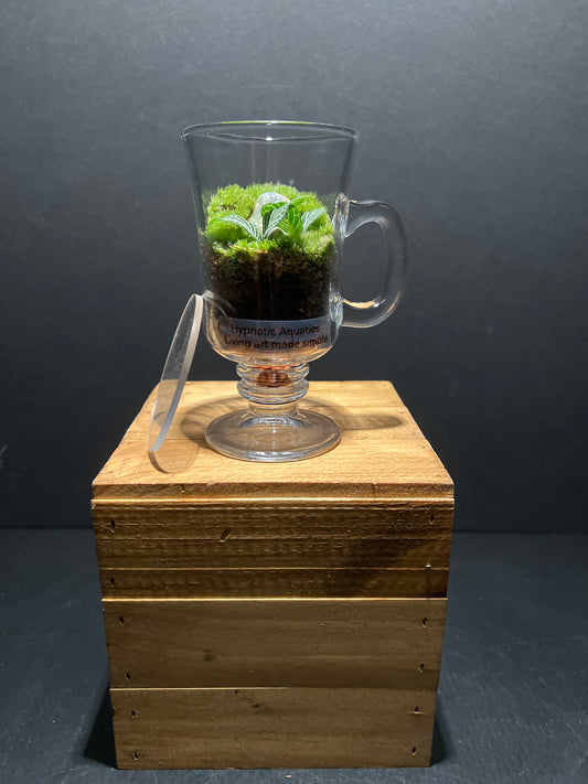 Terrarium #93