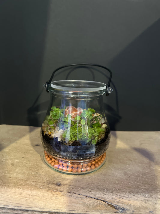 Terrarium 475