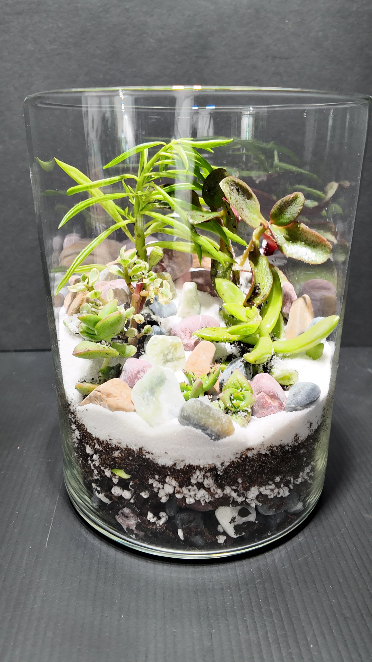 Terrarium #44