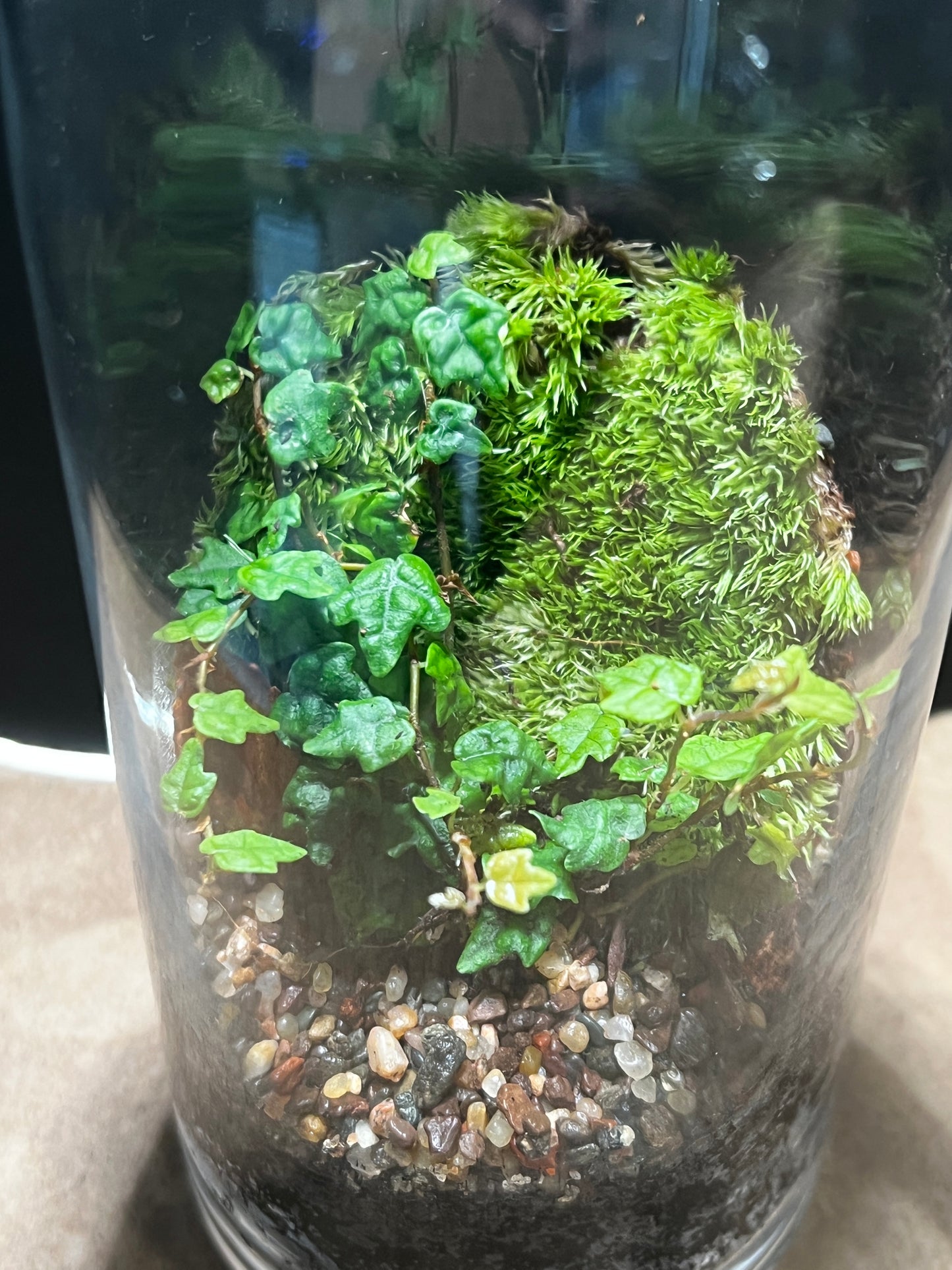 Terrarium 850
