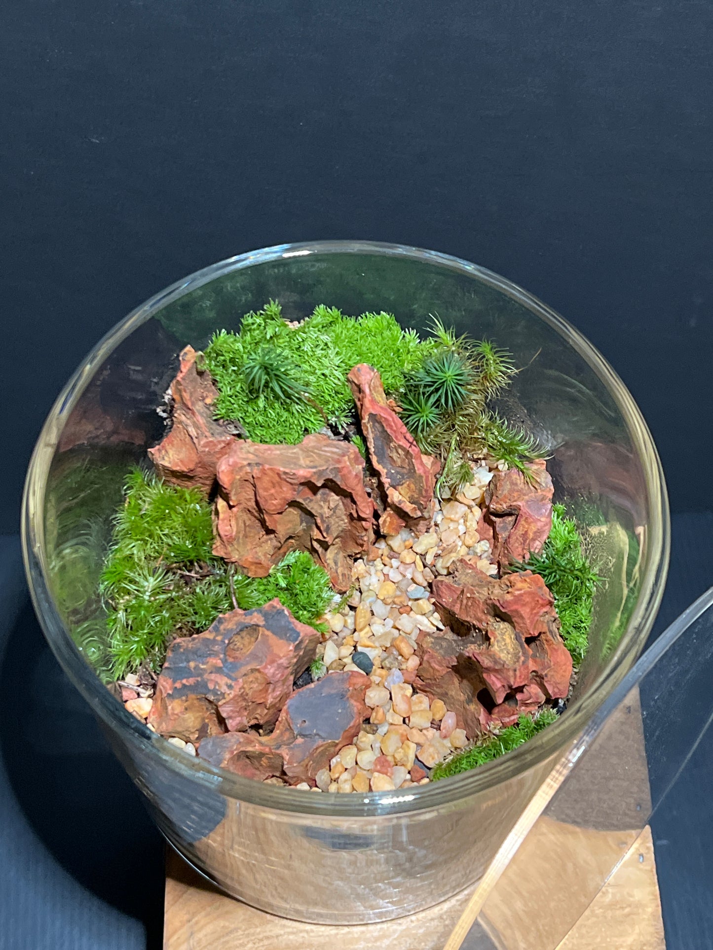Terrarium #158
