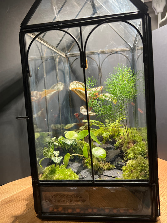 Terrarium 540