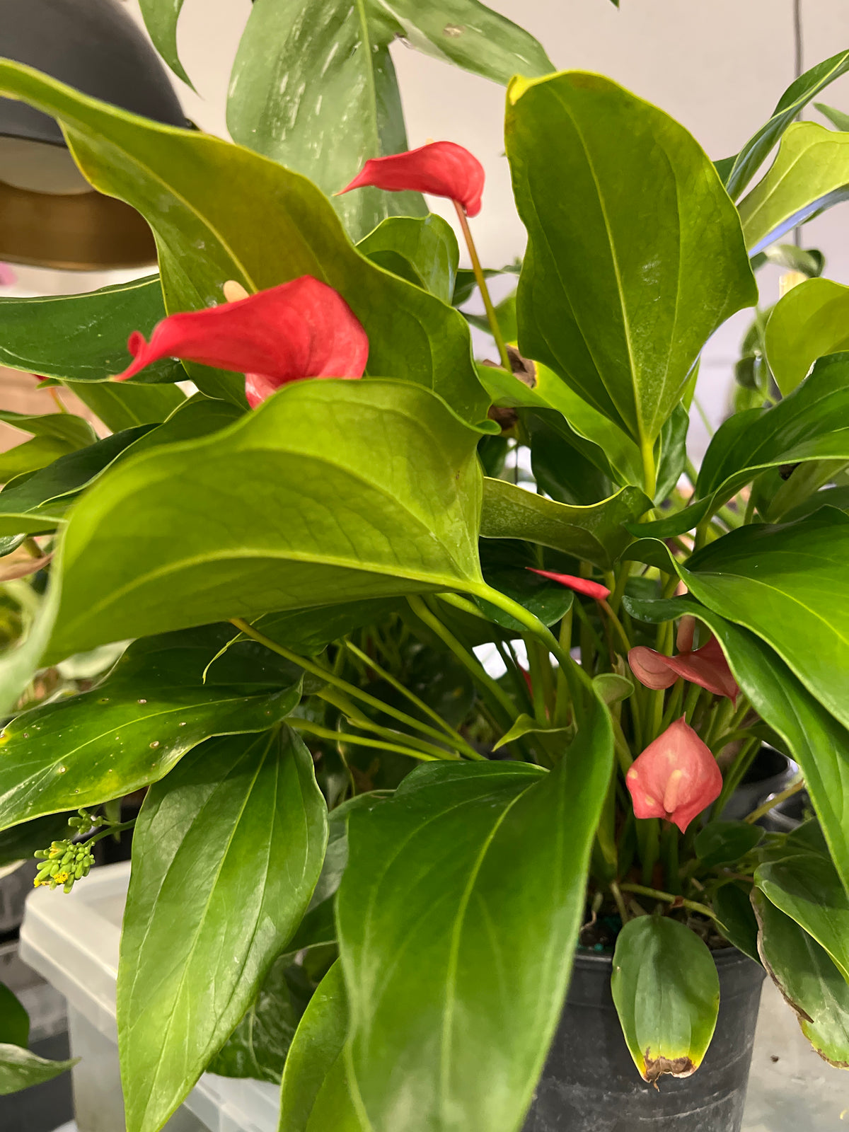 Assorted Anthurium 6” pot
