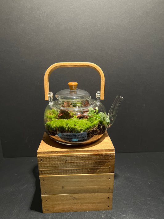 Terrarium 189
