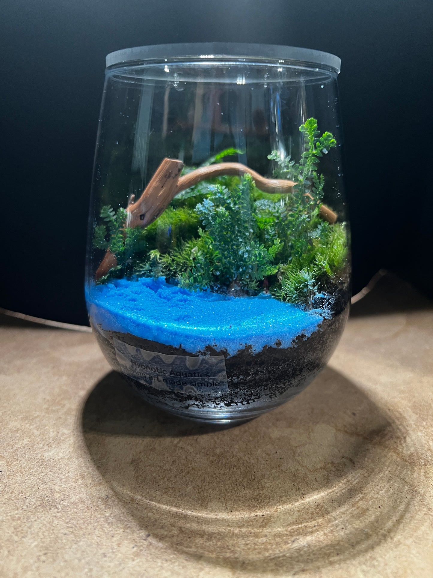 Terrarium 854