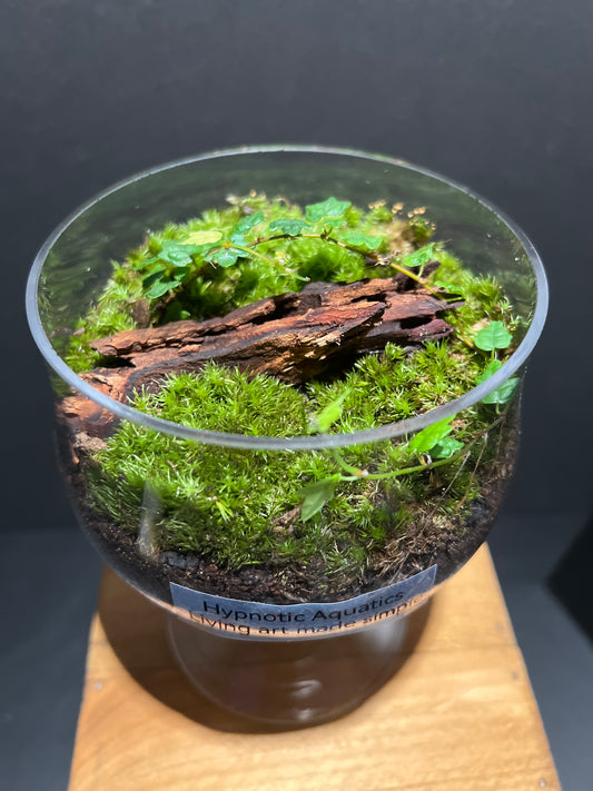 Terrarium #20
