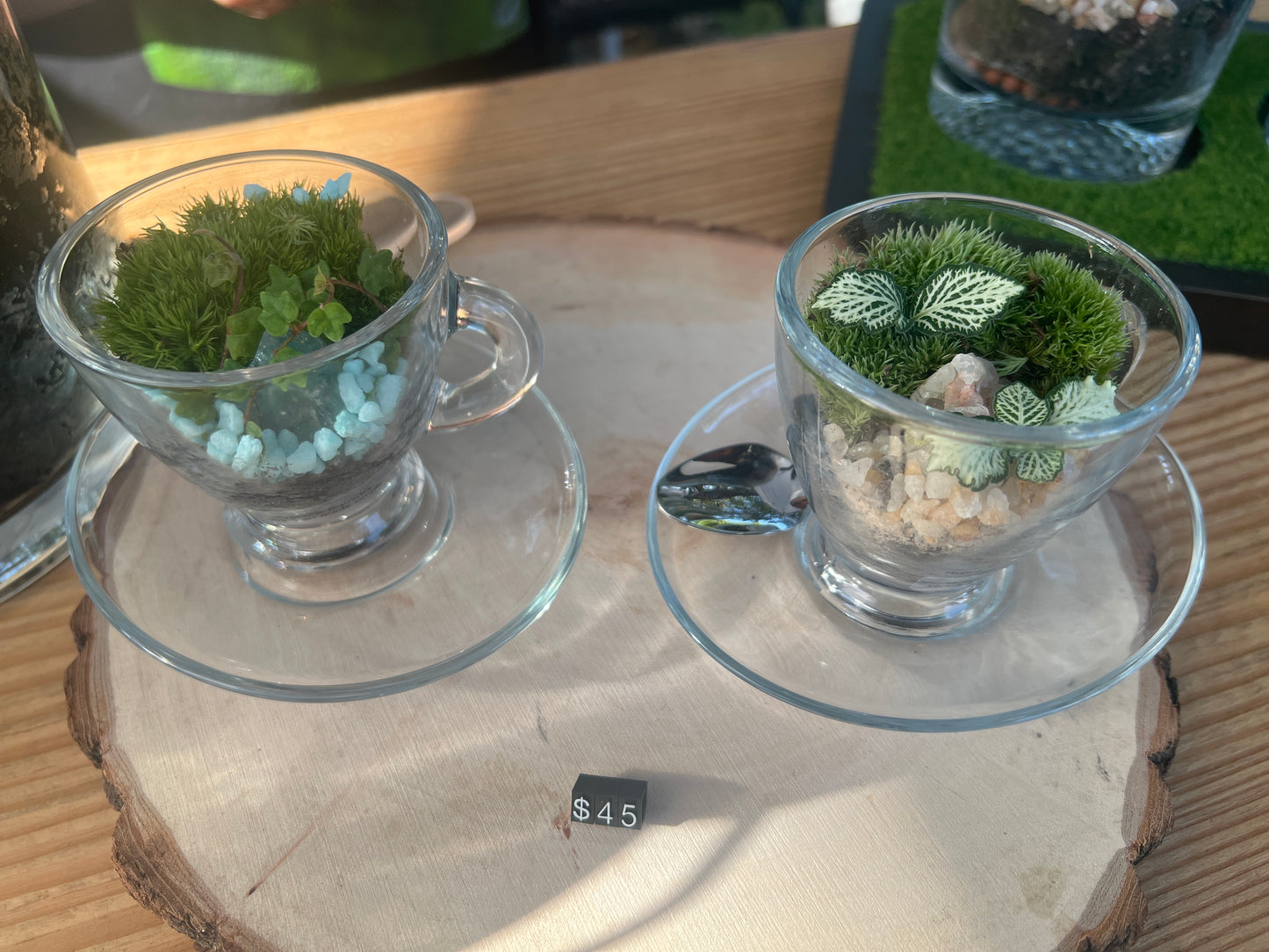 Terrarium 921 (seti)