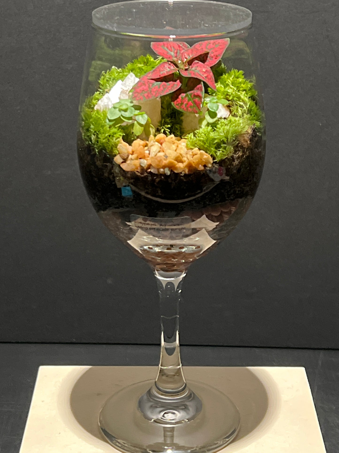 Terrarium 246