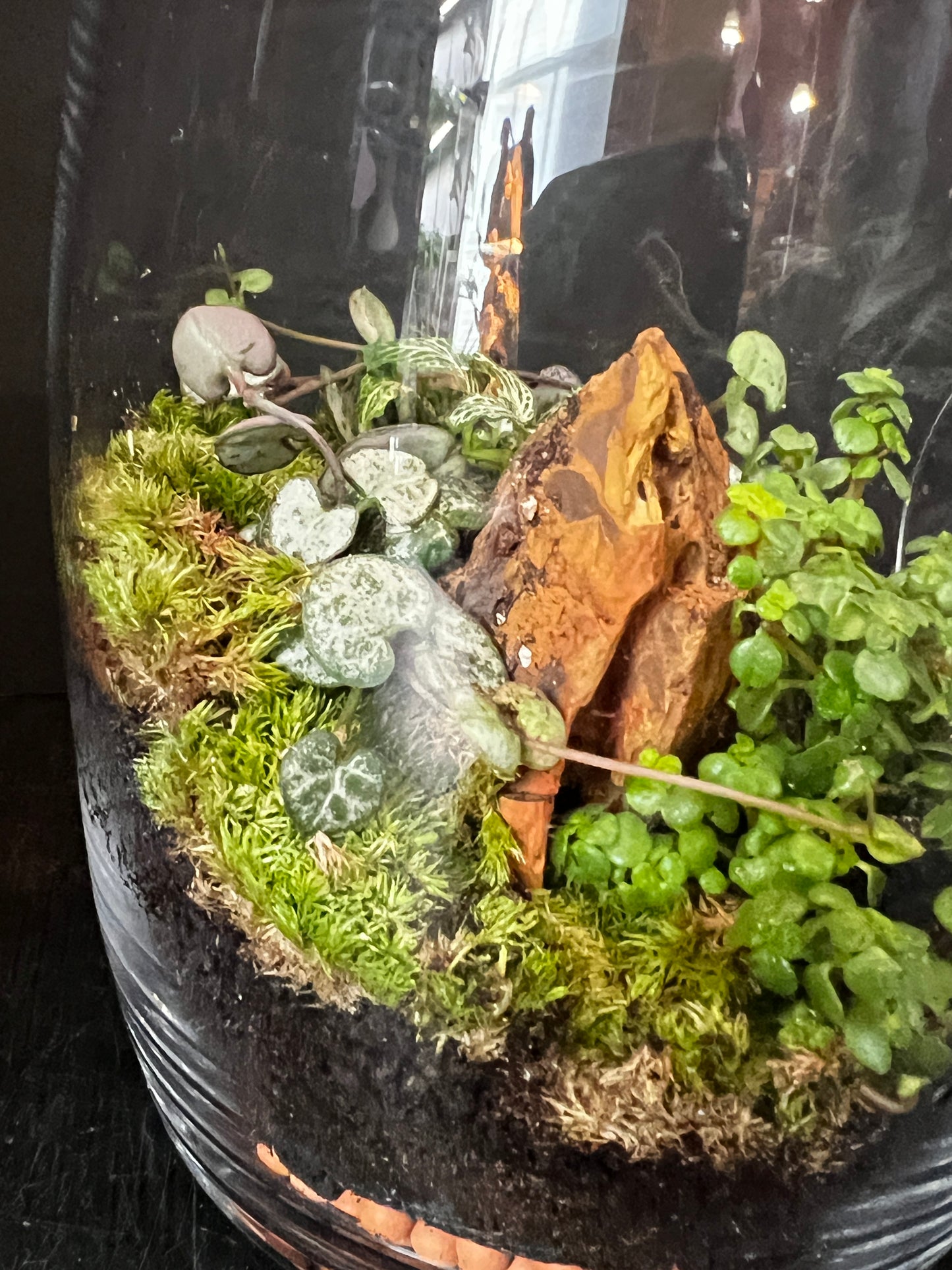 Terrarium 877