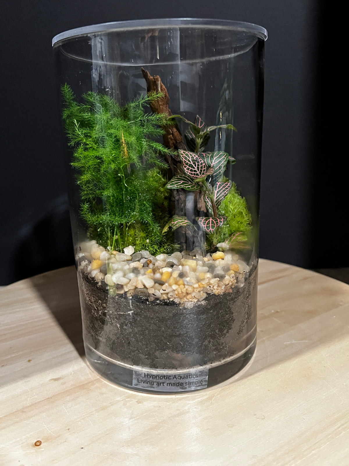 Terrarium 973