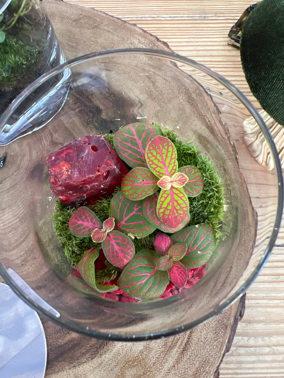Terrarium 946