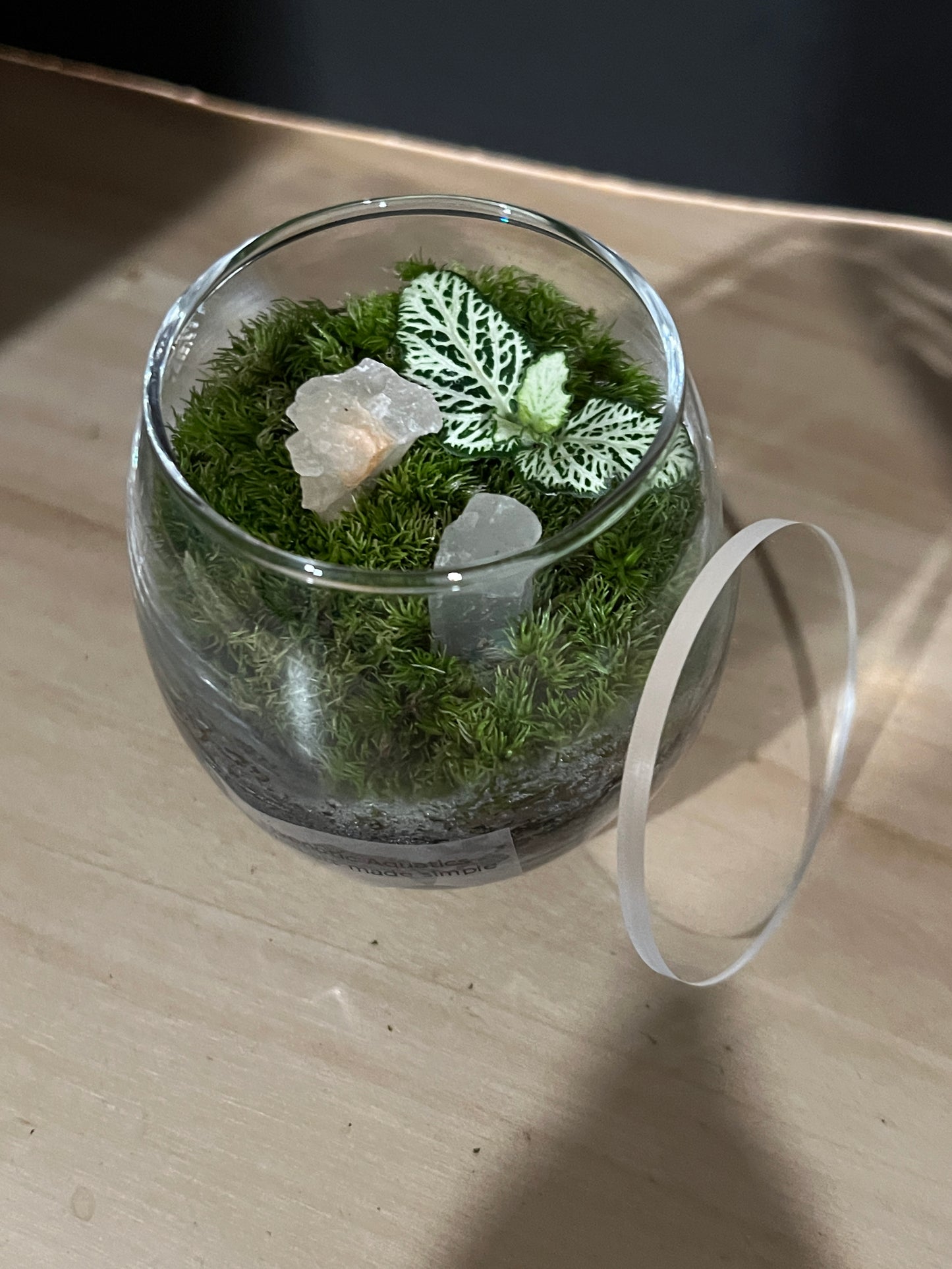 Terrarium 805