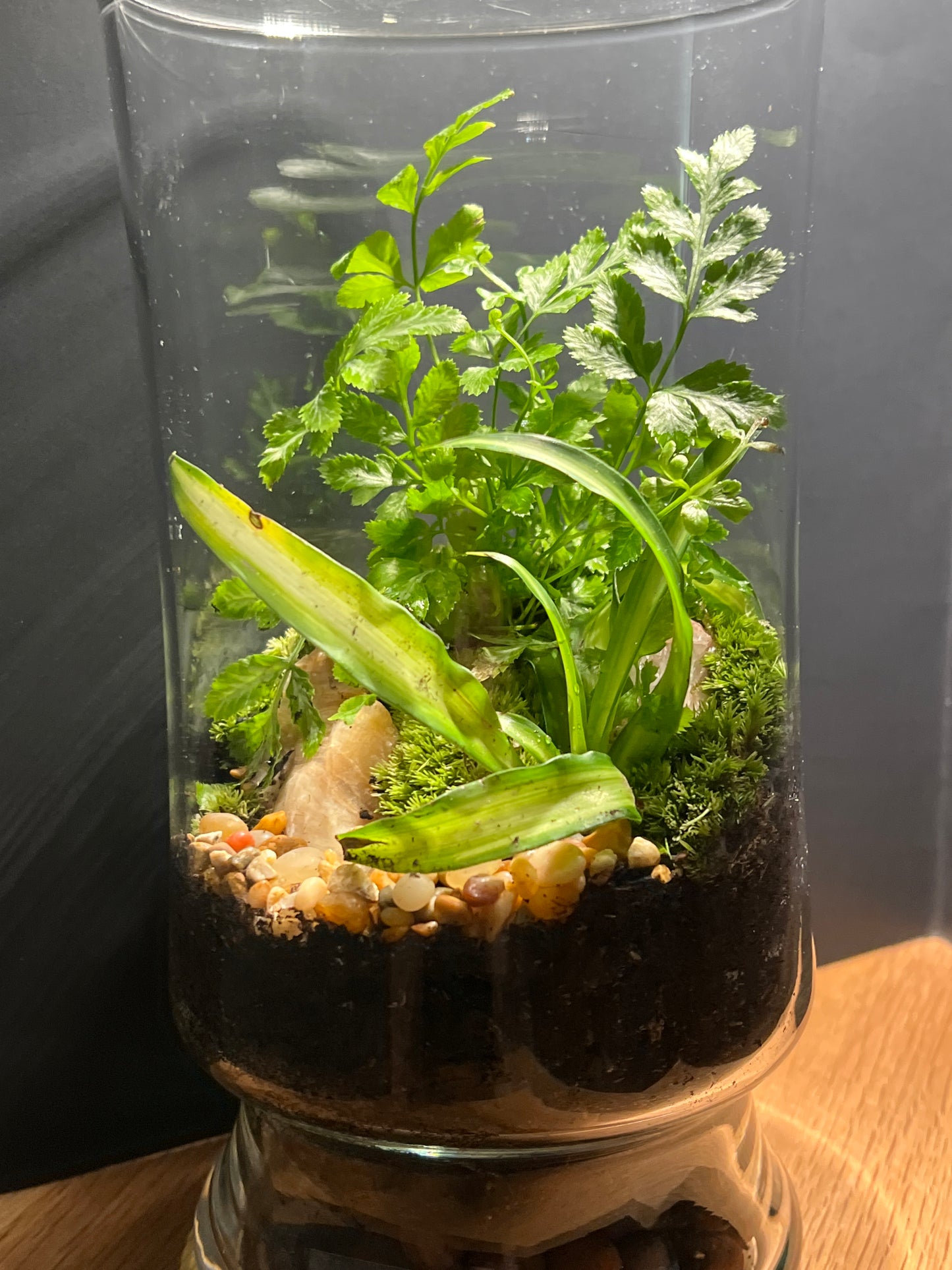 Terrarium 533
