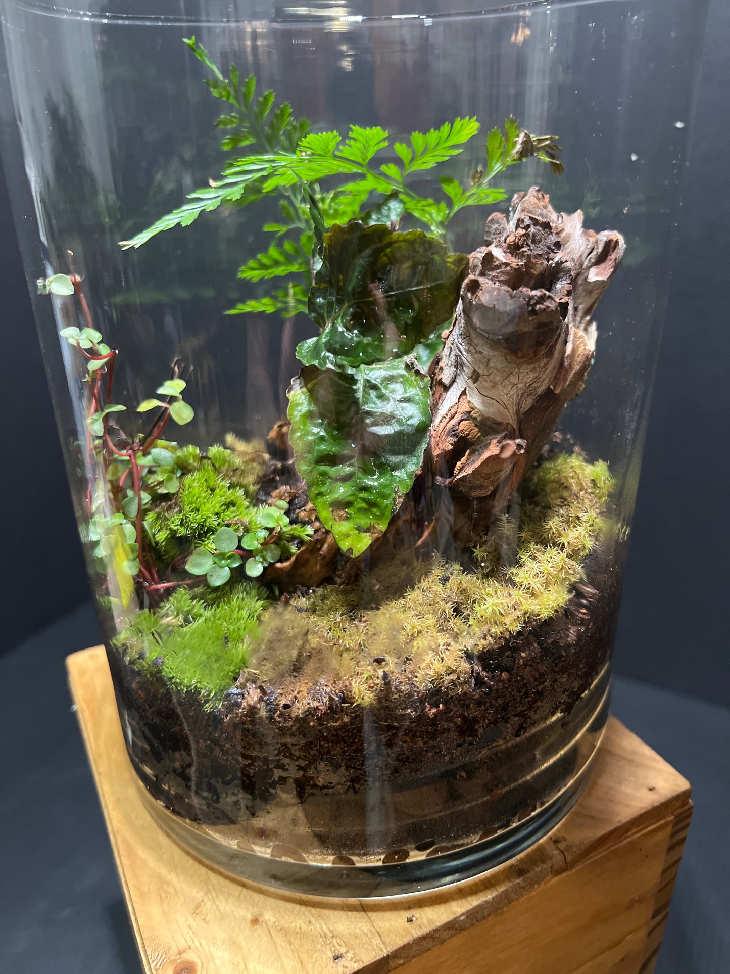 Terrarium #22