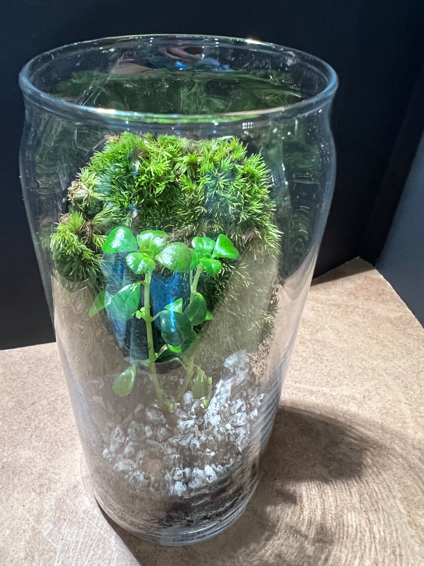 Terrarium 848
