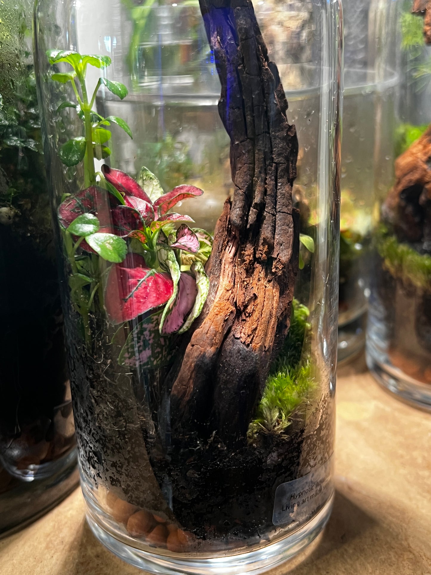 Terrarium 837