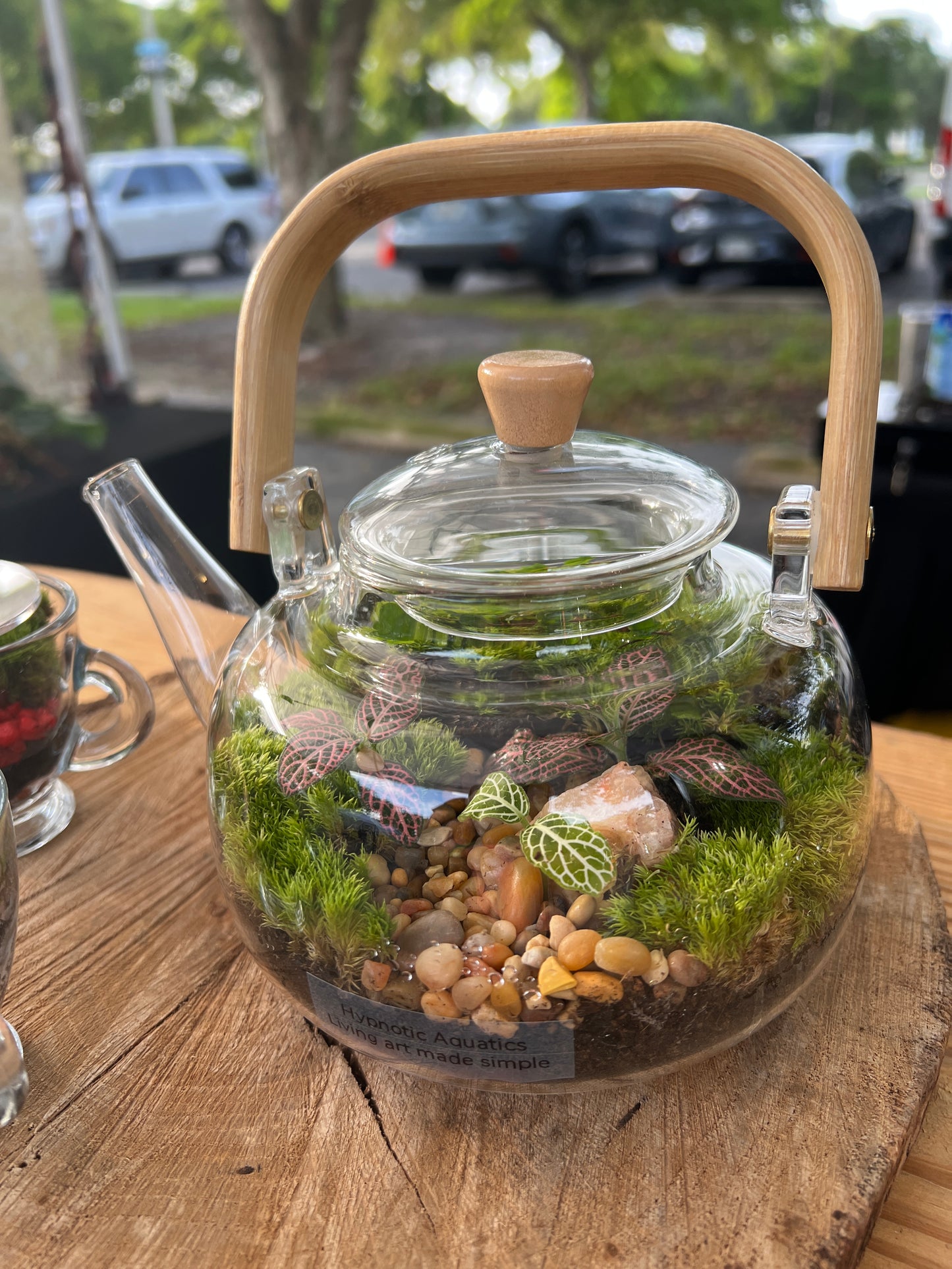 Terrarium 919