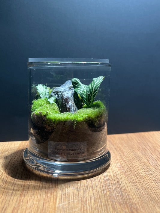 Terrarium 511