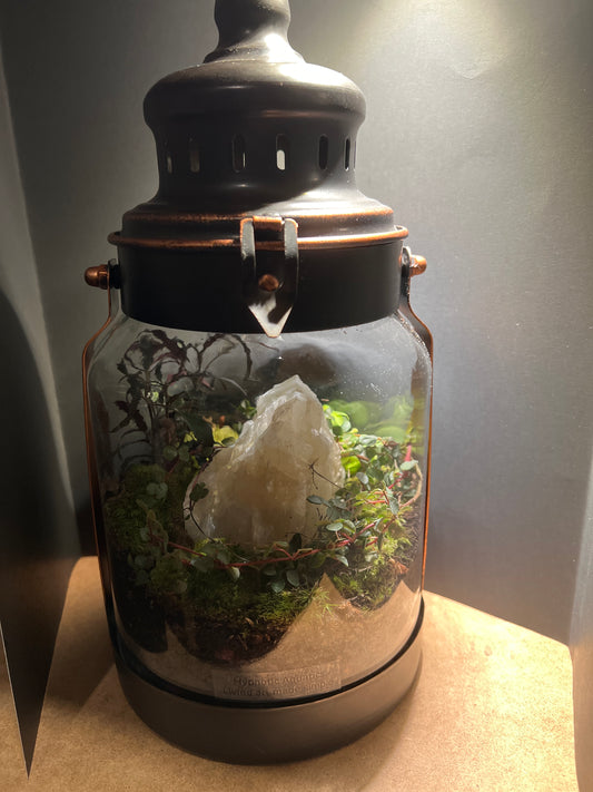 Terrarium 387