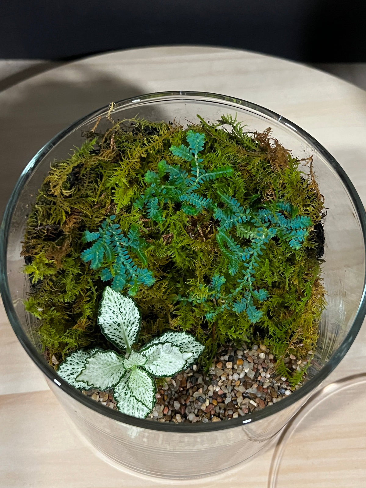Terrarium 965