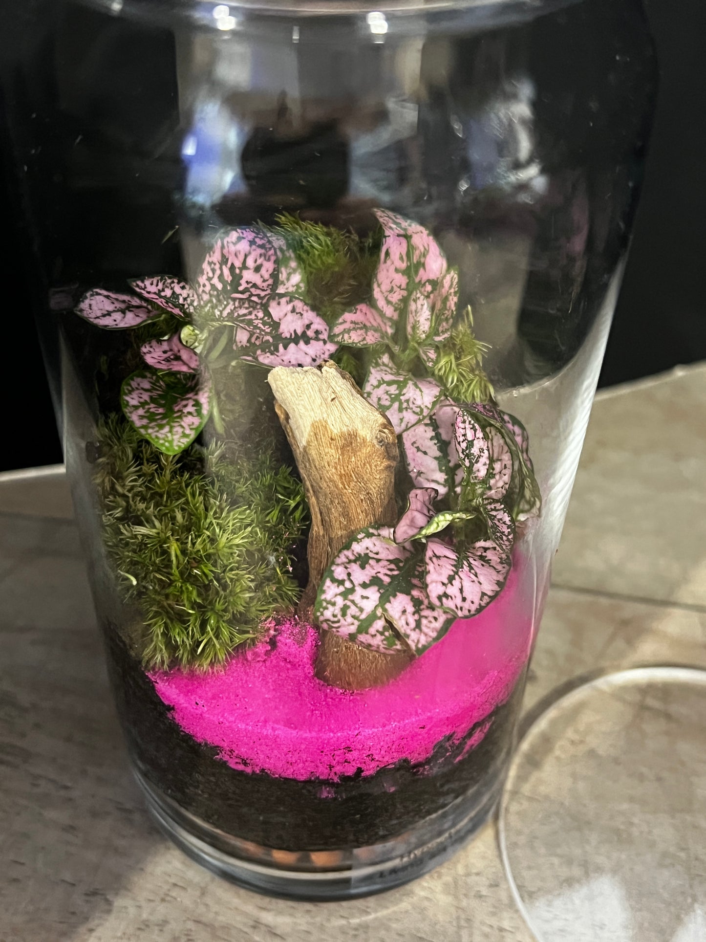 Terrarium 890