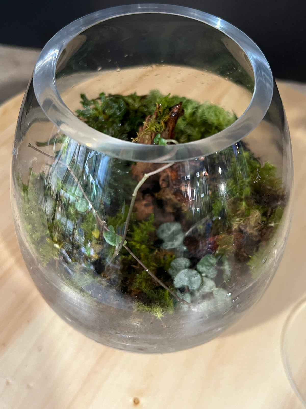 Terrarium 988