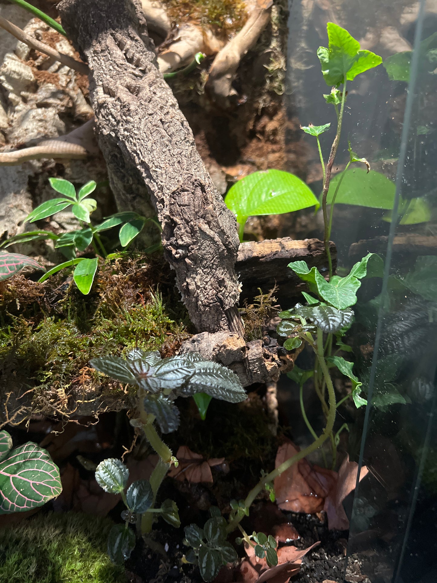 Terrarium 360 Habitat