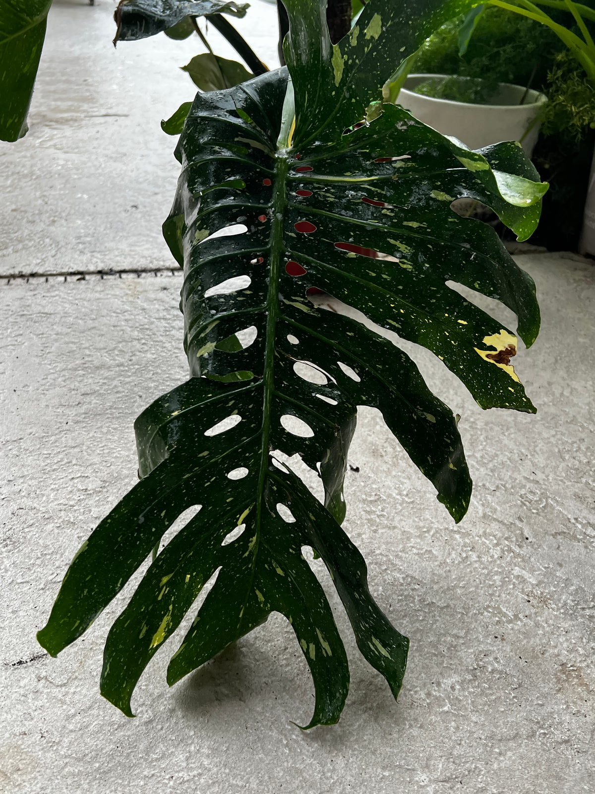 Live Plants: 8” Monstera Thai Constellation