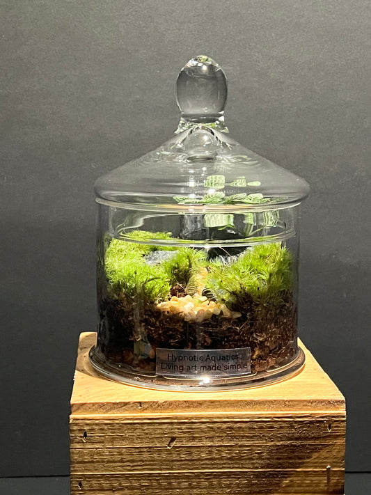 Terrarium #174