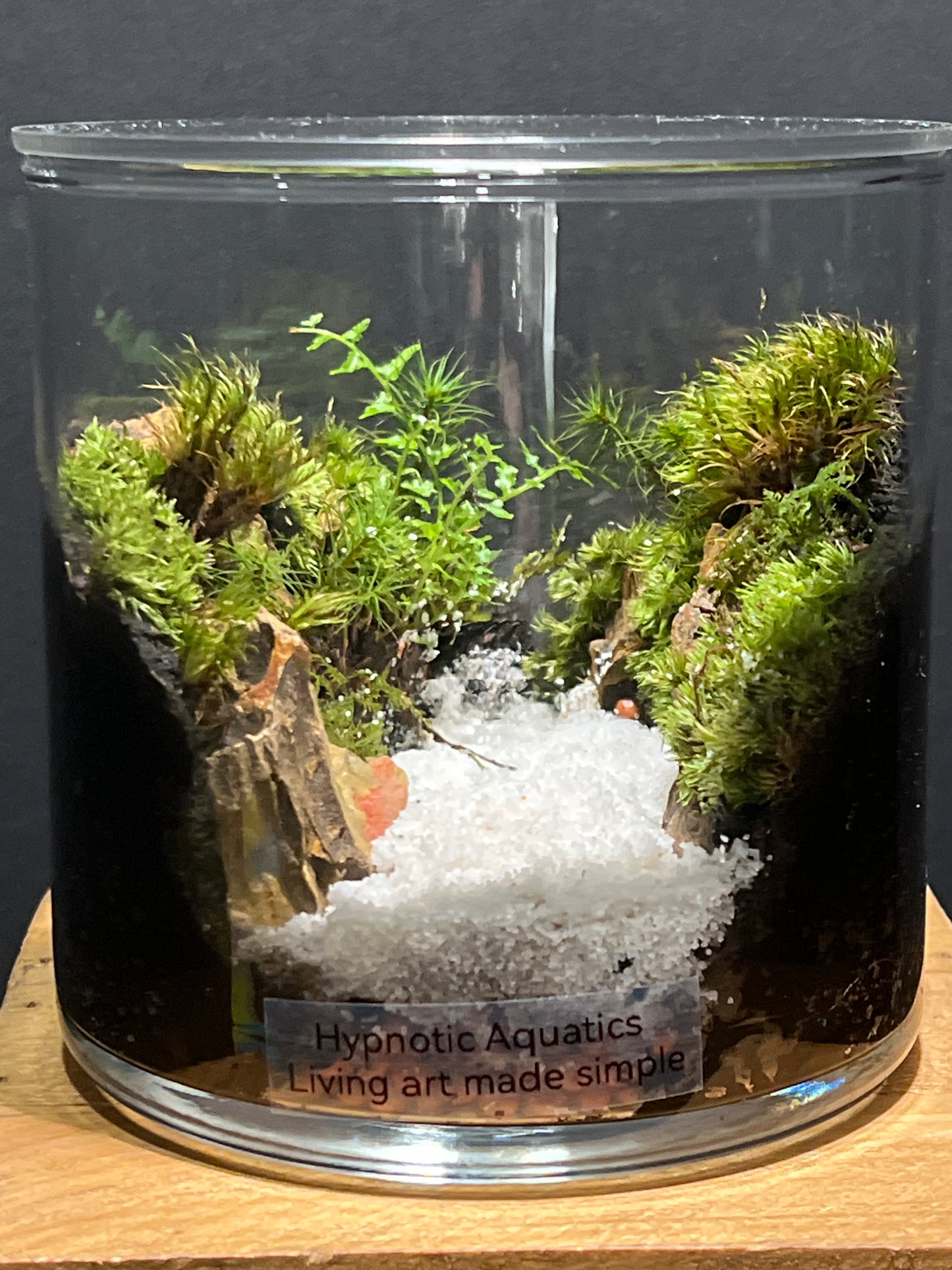 Terrarium #130