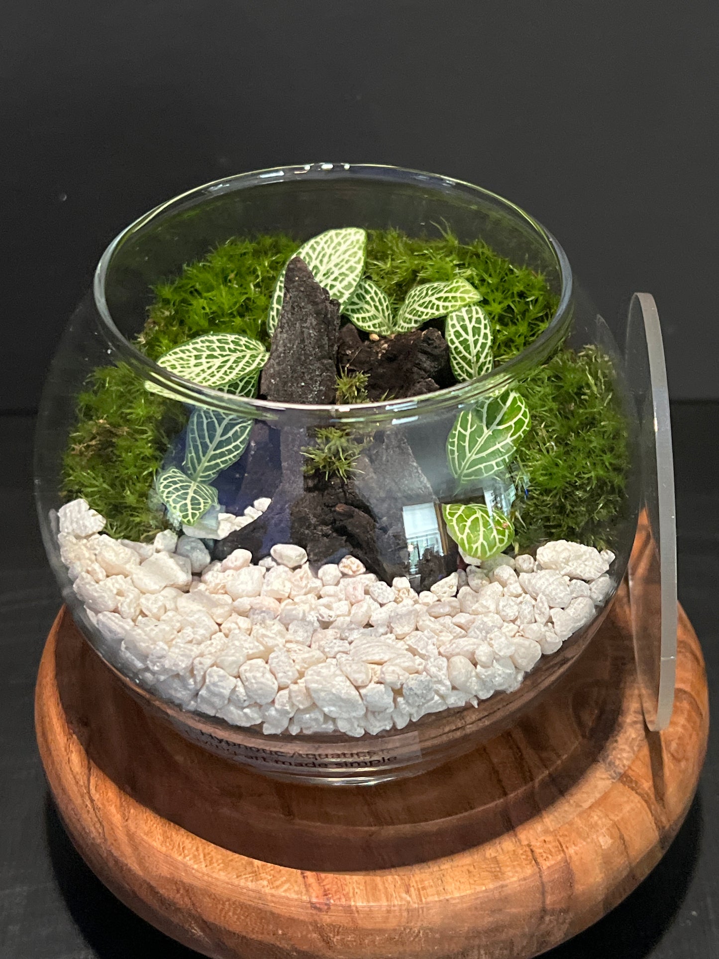 Terrarium 339