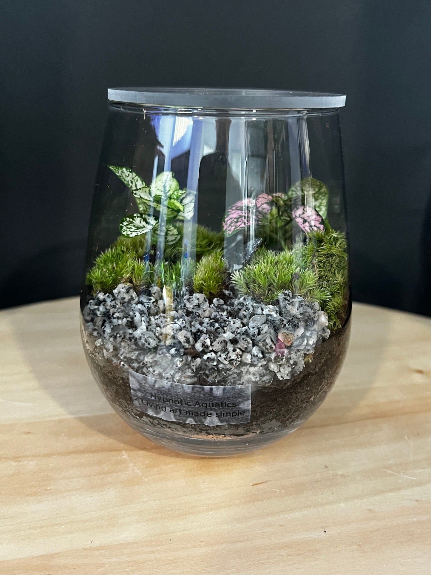 Terrarium 883