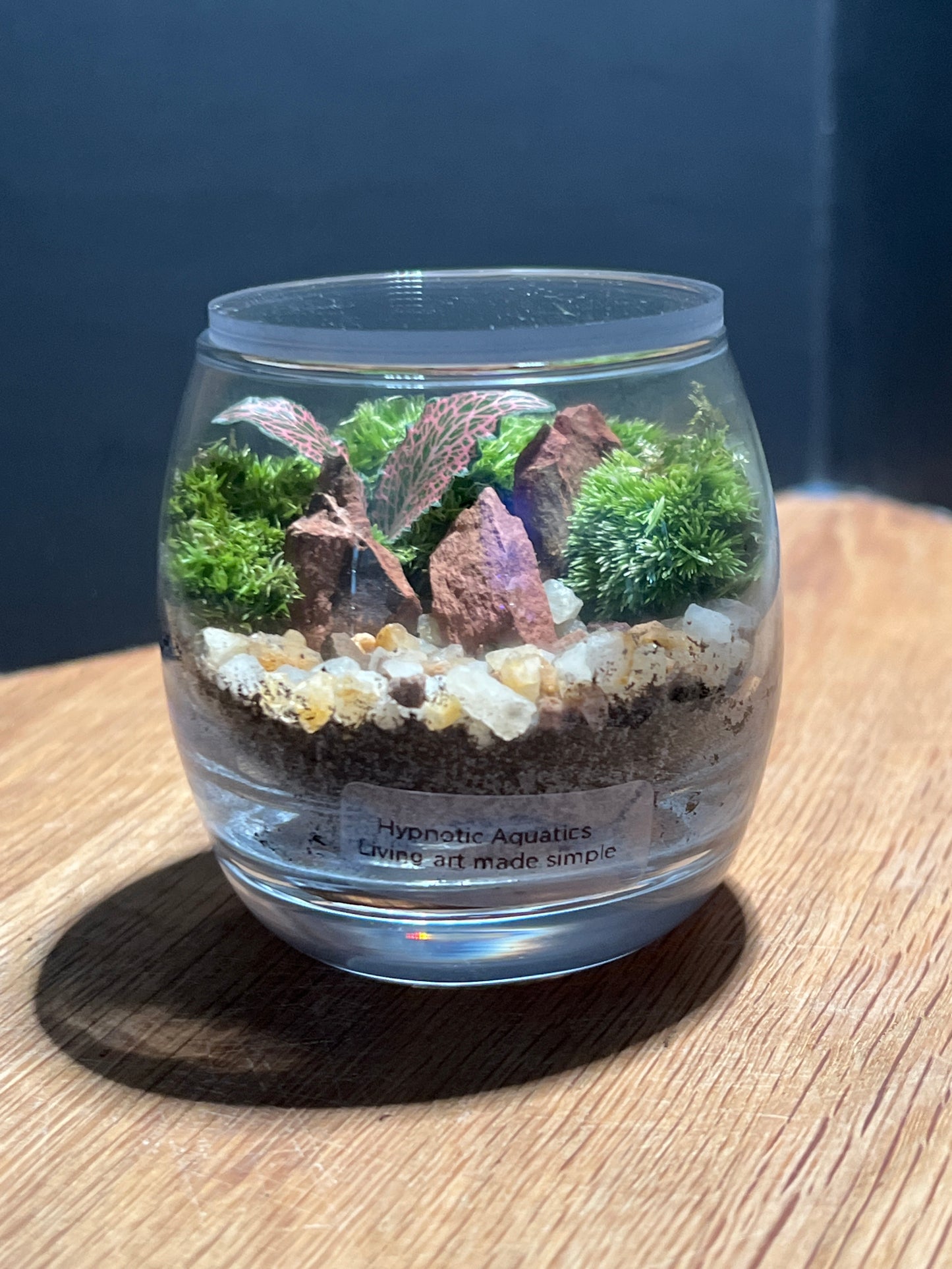 Terrarium 528