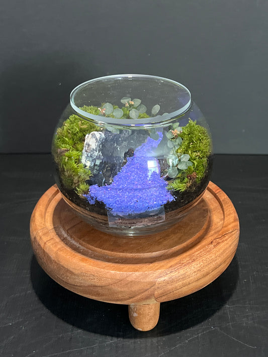 Terrarium 343