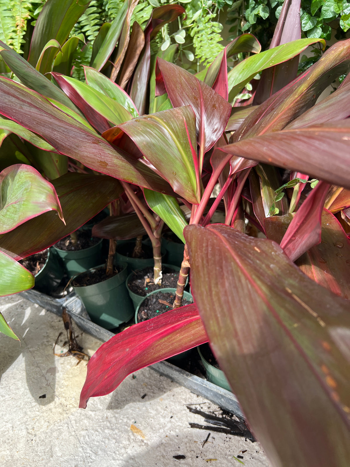 Live Plants: Cordyline Hawaiian Red or Thai in 3” pot