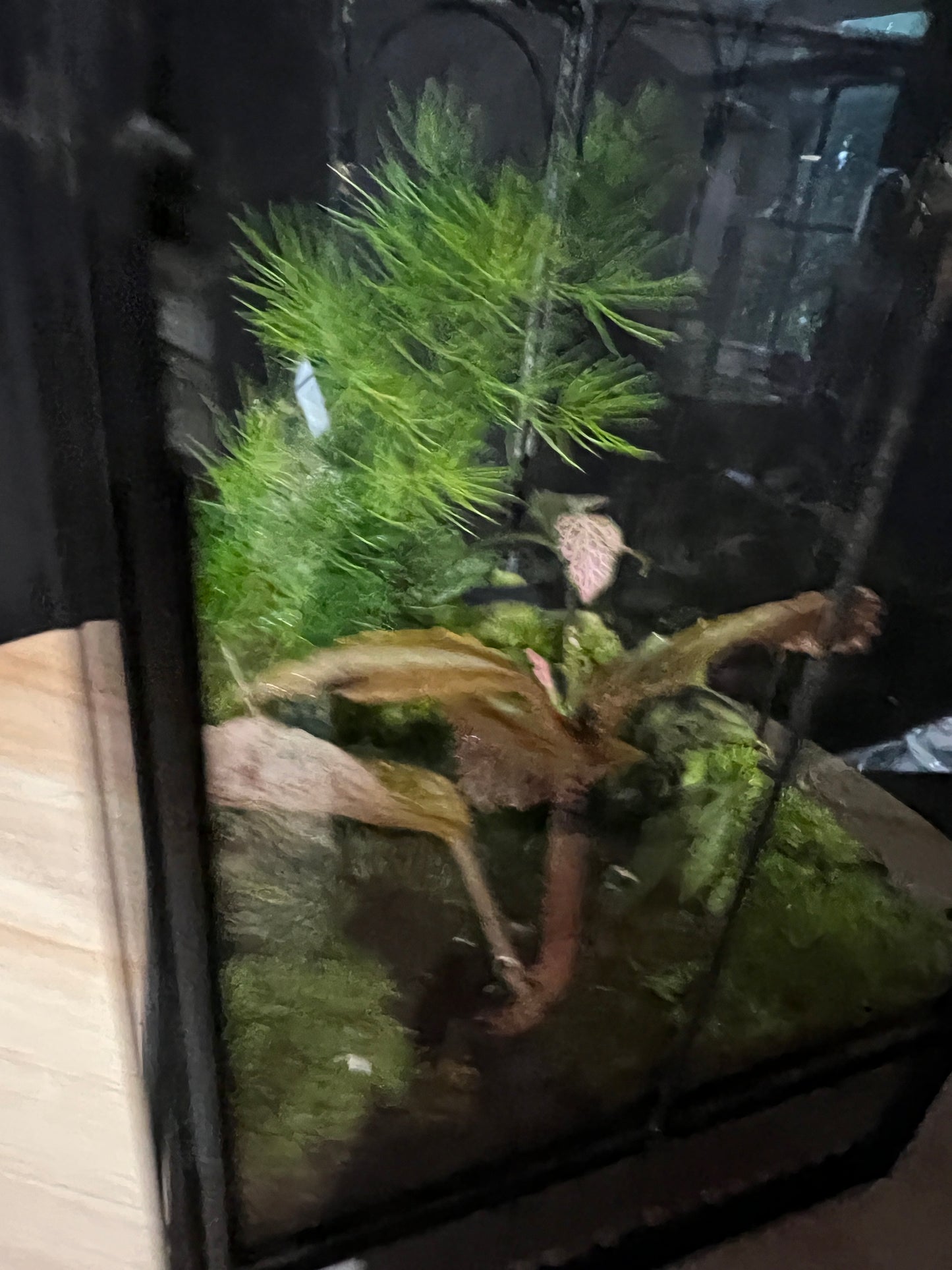 Terrarium 873